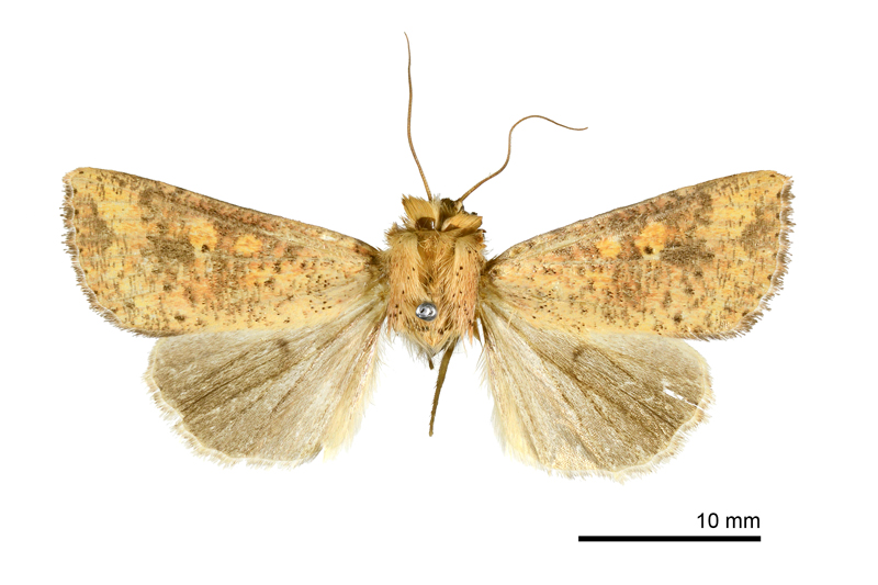 Aletia hannemanni Male